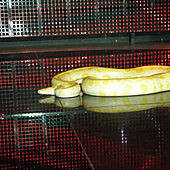 FUNNY CIRCUS фото 116