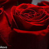 DJ ПИОНЕР г. КАЗАНЬ фото 112