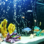 BubbleBall фото 64