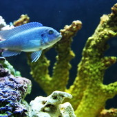 BubbleBall фото 63