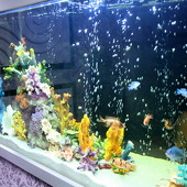 BubbleBall фото 65